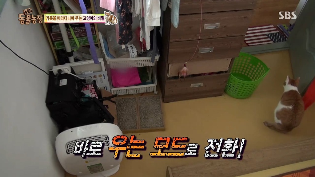 [동물농장] 존트 할말 다 하고 사는 수다쟁이 고양이 쪼롱이ㅋㅋㅋㅋ.jpg (스압) | 인스티즈