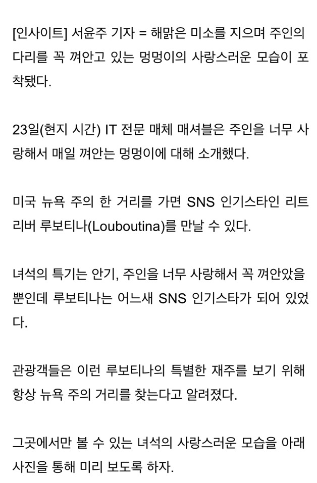 주인을 너무 사랑해 항상 꼭 껴안는 멍멍이 | 인스티즈