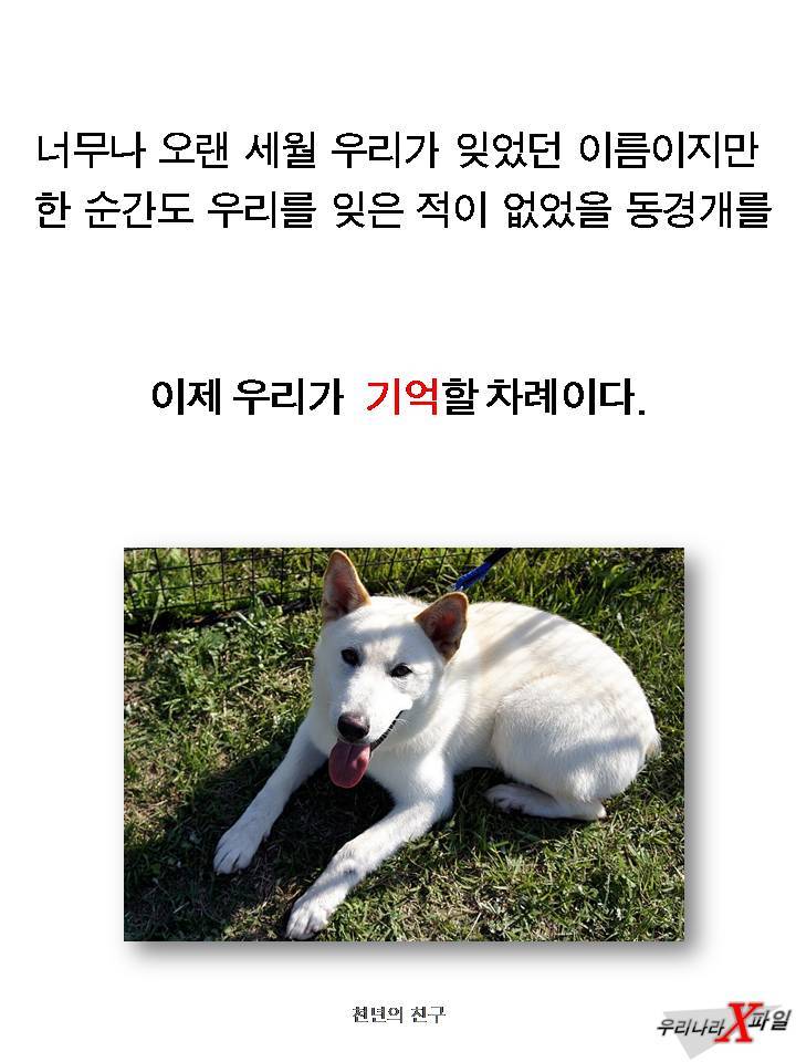 충격적인 개의 실체 ㄷㄷㄷㄷㄷ.JPG | 인스티즈