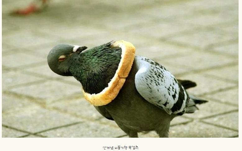불호 100％에 도전하는 조류.jpg | 인스티즈