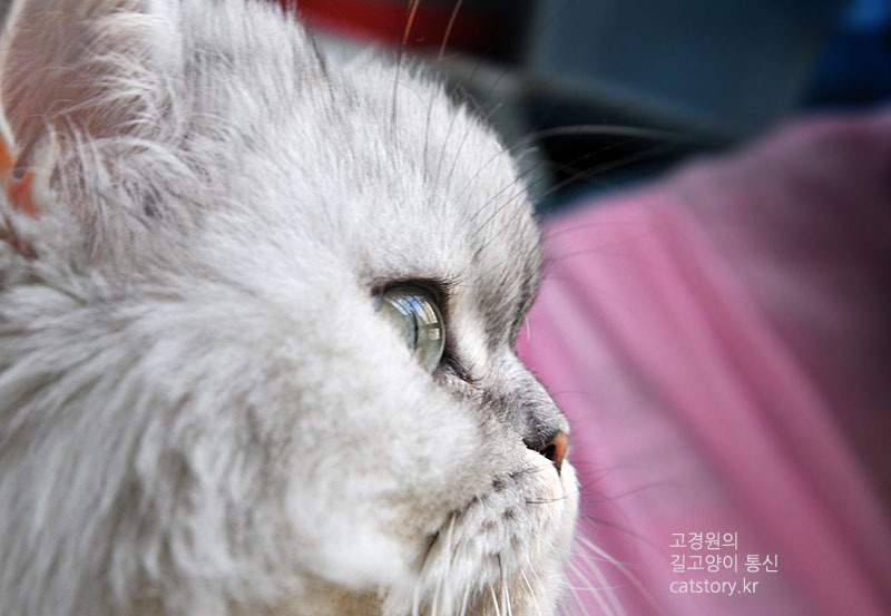 고양이 옆선 | 인스티즈
