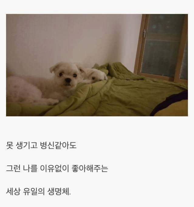 애완견을 키우는 이유 | 인스티즈