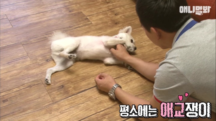 졸릴 때 건들면 열받는 강아지 | 인스티즈