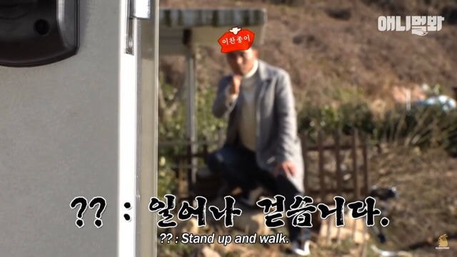 내일 아침 일찍 일어나서 동물농장 봐야하는 이유.jpg | 인스티즈