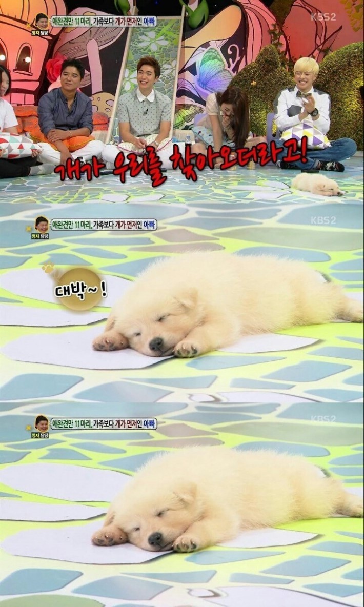 방송 중에 잠든 강아지.jpg | 인스티즈