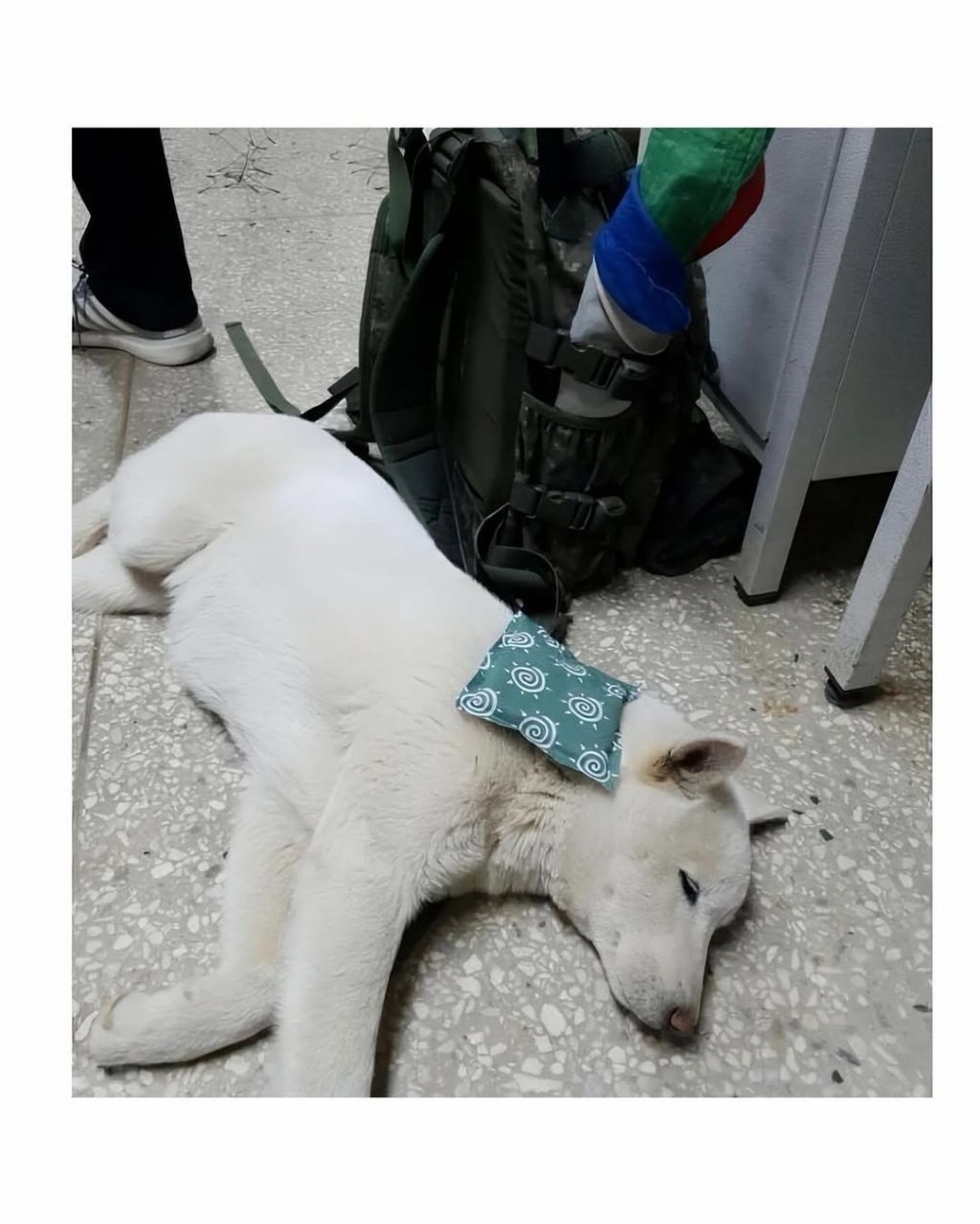 군부대에 들어와서 살기시작한 댕댕이 | 인스티즈