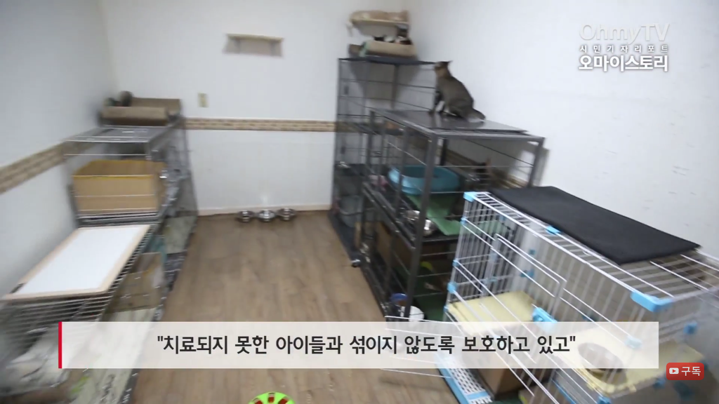 마산 애니멀 호더에게서 구조한 50여마리의 고양이들에게 손길을 내밀어주세요! 곧 쉼터가 폐쇄되어 아이들이 갈 곳이 없습니다 | 인스티즈