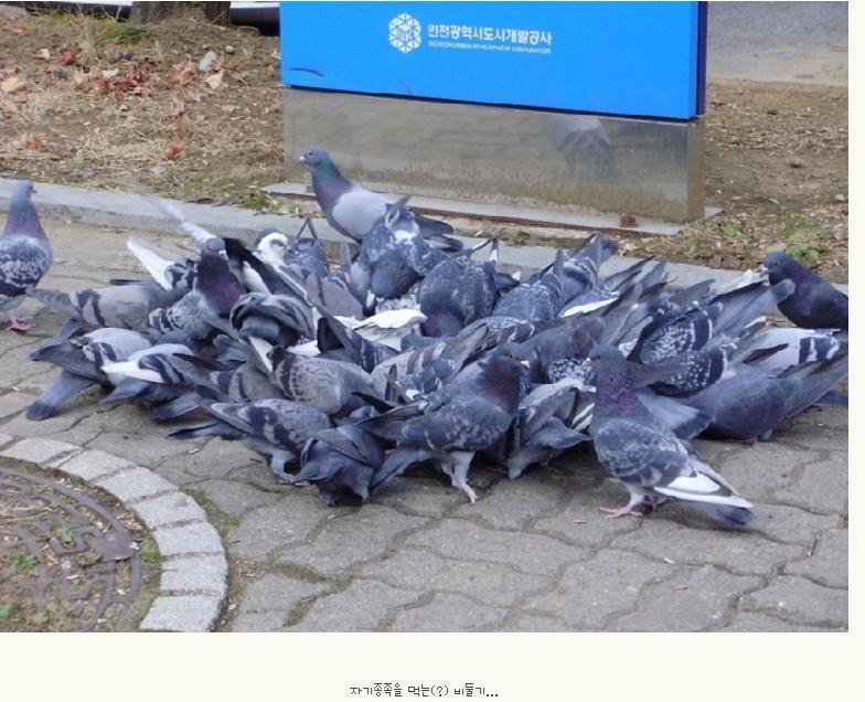 불호 100％에 도전하는 조류.jpg | 인스티즈