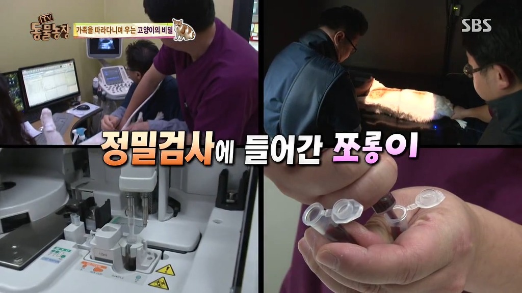 [동물농장] 존트 할말 다 하고 사는 수다쟁이 고양이 쪼롱이ㅋㅋㅋㅋ.jpg | 인스티즈