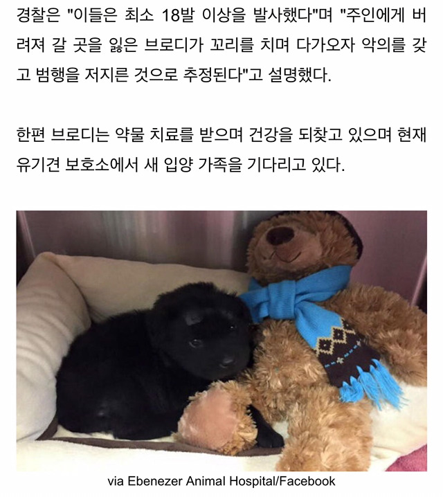 사람 보고 꼬리친 유기견에게 비비탄 쏜 10대들 (사진) | 인스티즈