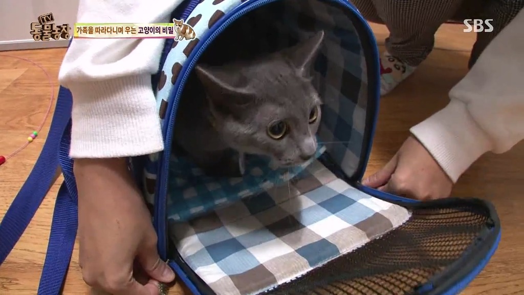 [동물농장] 존트 할말 다 하고 사는 수다쟁이 고양이 쪼롱이ㅋㅋㅋㅋ.jpg | 인스티즈
