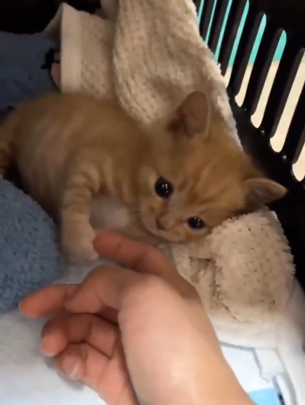 왜 새끼고양이들은 지능이없게생겼는지 궁금한달글.jpg | 인스티즈