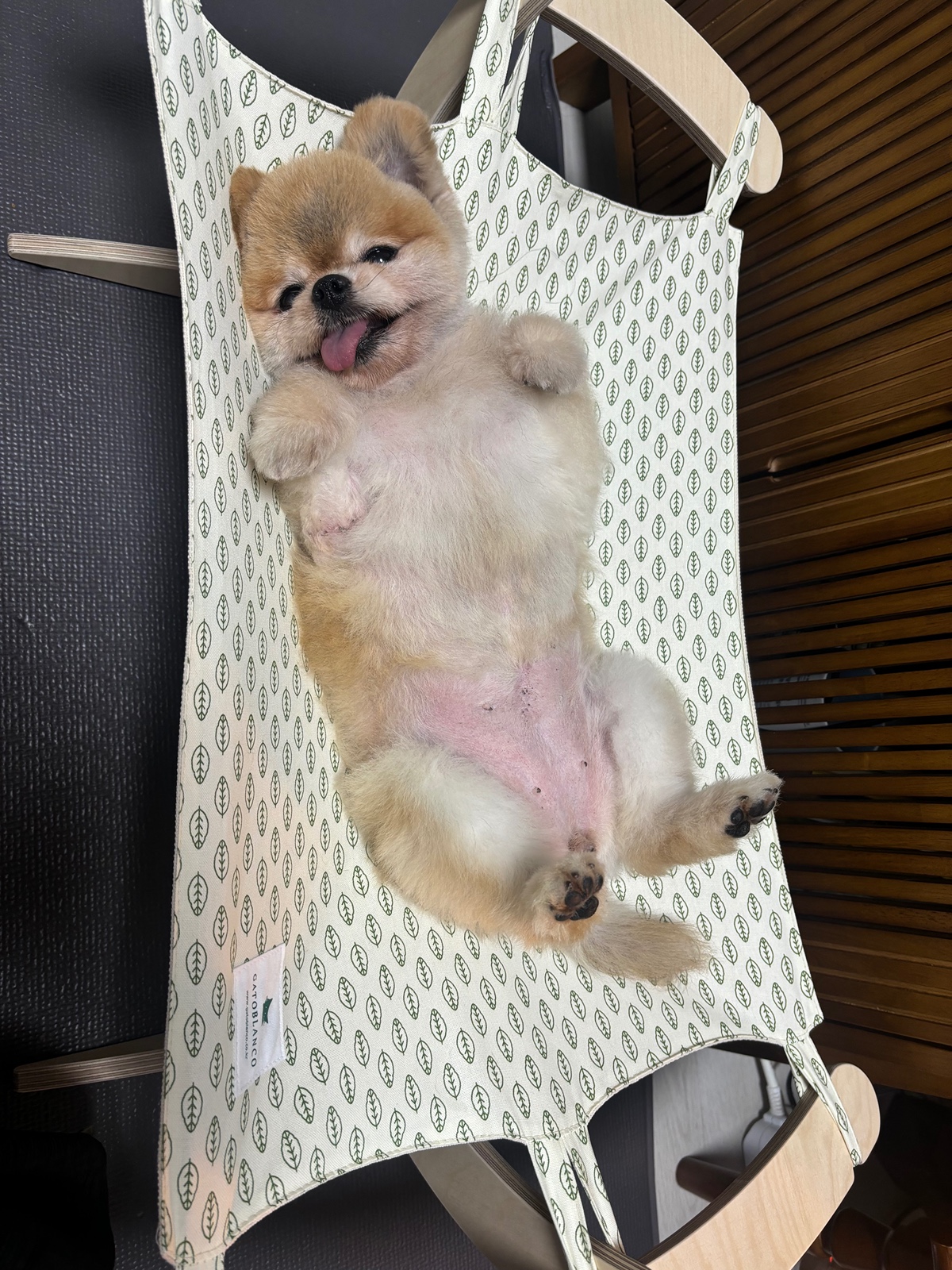 잠 안 와서 쓴 개뚱뚱한 강아지 입양기 | 인스티즈