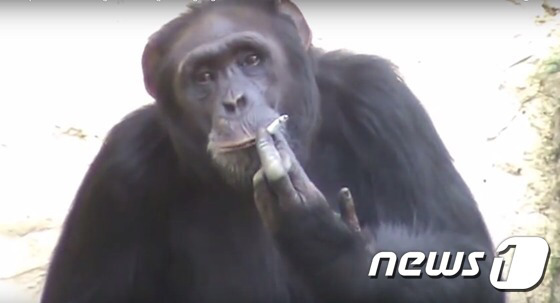북한의 흔한 침팬지.jpg | 인스티즈