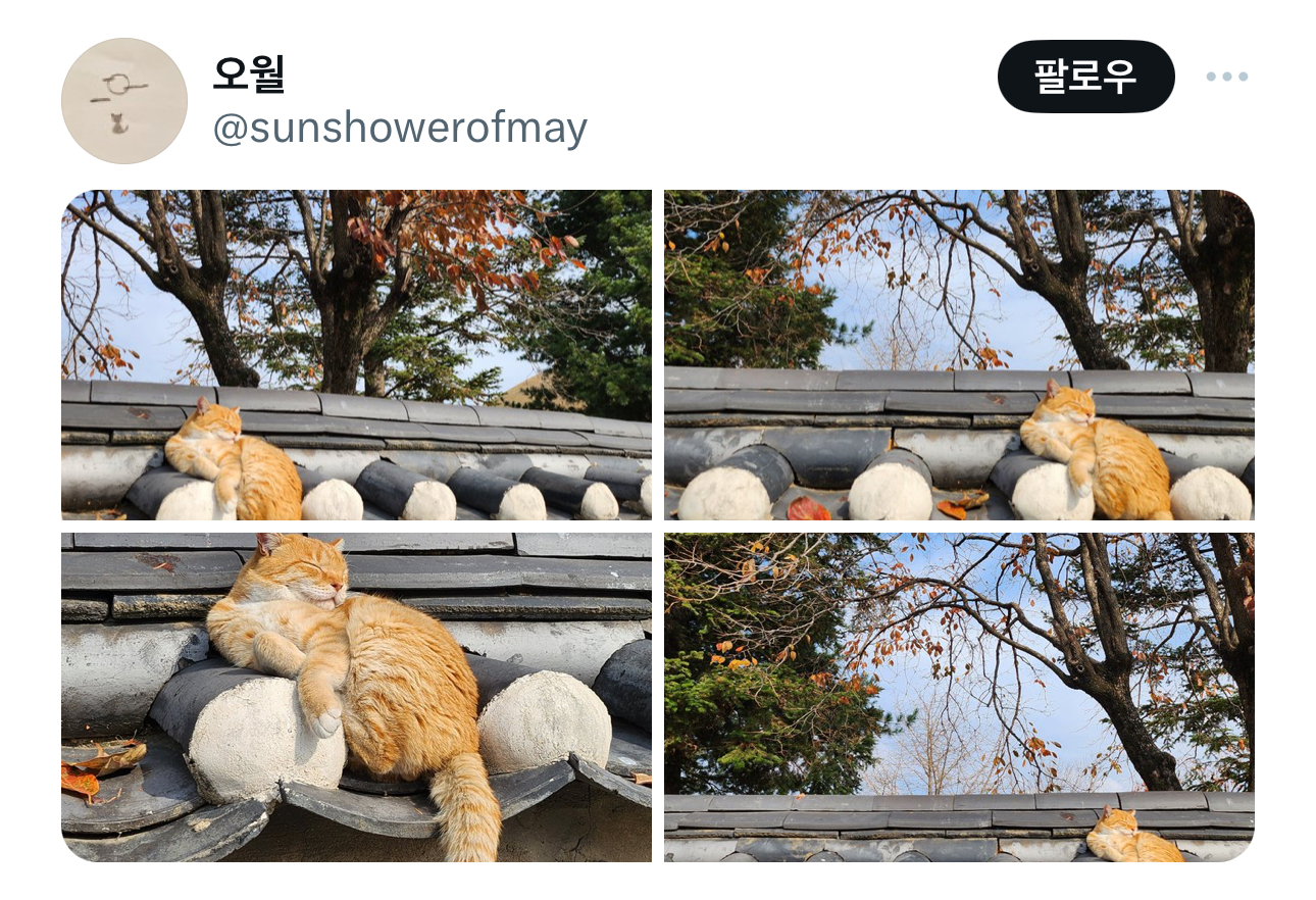 경주의 랜드마크 유명 고양이 | 인스티즈