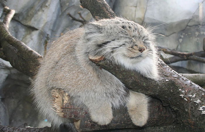 전설의 고양이.JPG | 인스티즈