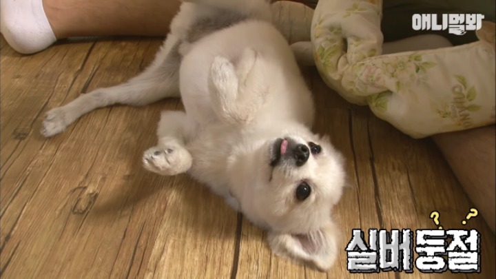 졸릴 때 건들면 열받는 강아지 | 인스티즈