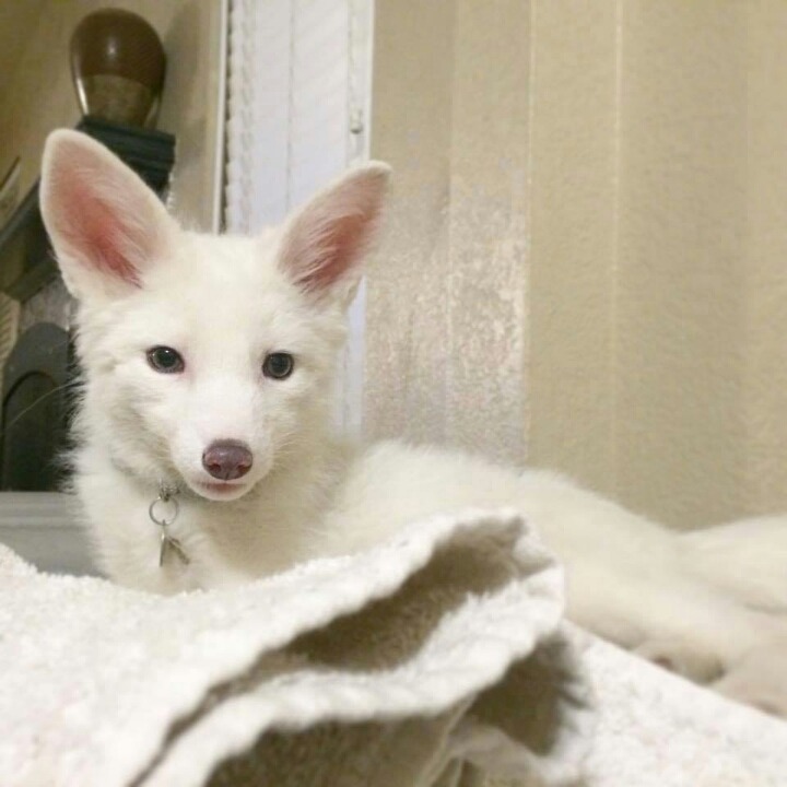 귀여운아기 여우 | 인스티즈