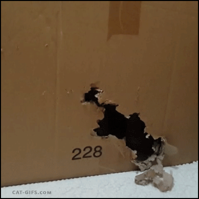 집사와 노는 고양이.gif | 인스티즈