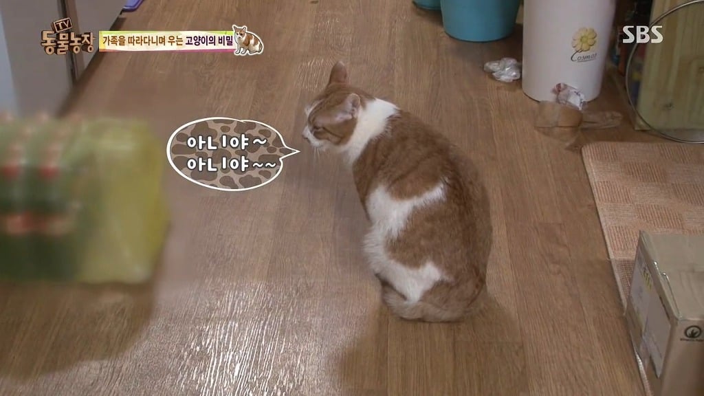 [동물농장] 존트 할말 다 하고 사는 수다쟁이 고양이 쪼롱이ㅋㅋㅋㅋ.jpg | 인스티즈