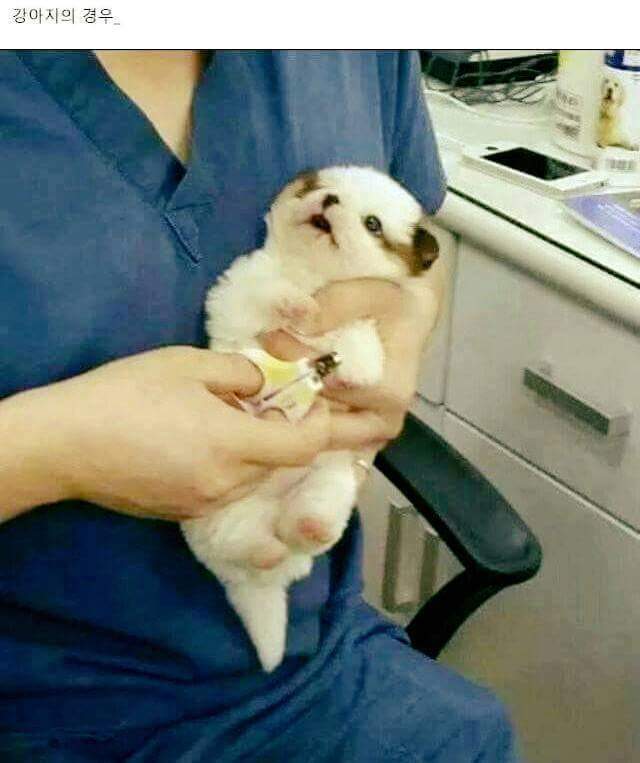 강아지와 고양이의 손톱깎을때 차이 | 인스티즈