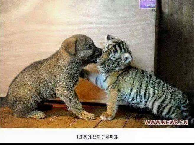 1년 뒤에 보자 멍멍아! | 인스티즈