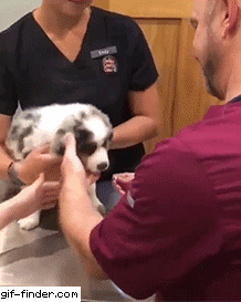 알약 먹는 댕댕이.gif | 인스티즈