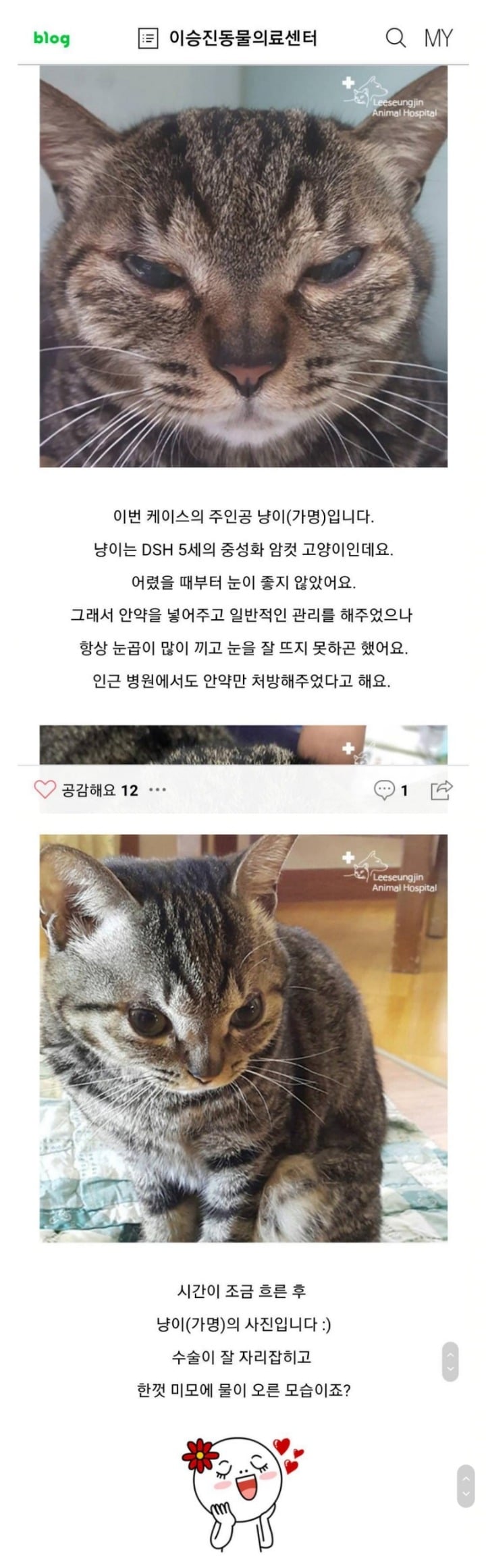 고양이 쌍수 전후 너무 귀여어ㅋㅋㅋㅋㅋㅋㅋㅋㅋ | 인스티즈