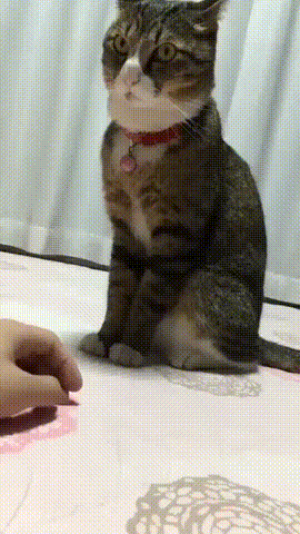 굉장히 단호한 고양이.gif | 인스티즈