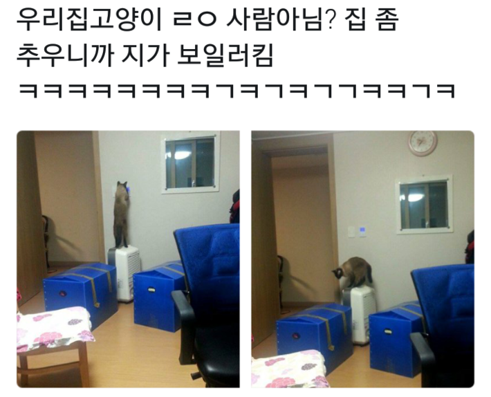 고양이들의 일상.jpg | 인스티즈