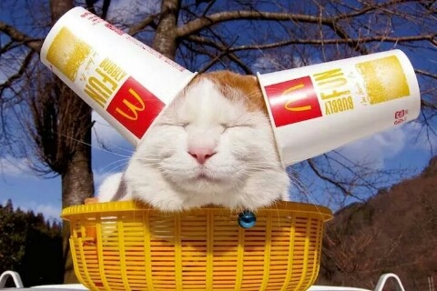 일본의 유명한 고양이 시로네코.jpg | 인스티즈