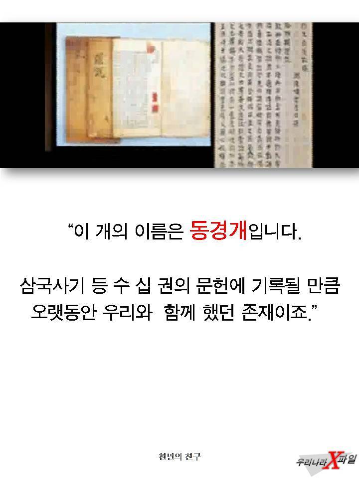 충격적인 개의 실체 ㄷㄷㄷㄷㄷ.JPG | 인스티즈