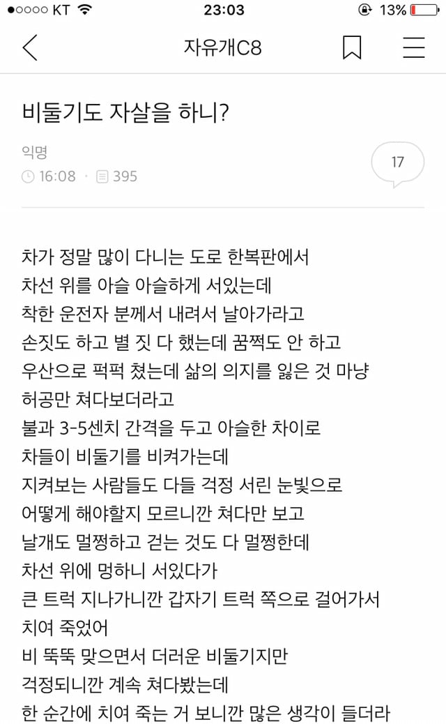 비둘기도 자살을 하니? | 인스티즈