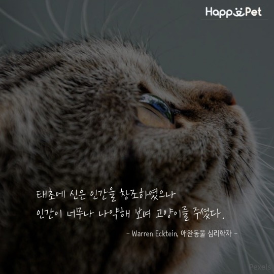 고양이를 사랑하는 사람들이 남긴 명언 | 인스티즈