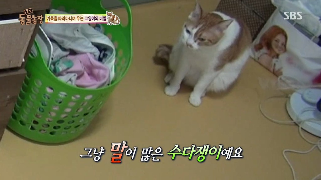 [동물농장] 존트 할말 다 하고 사는 수다쟁이 고양이 쪼롱이ㅋㅋㅋㅋ.jpg | 인스티즈