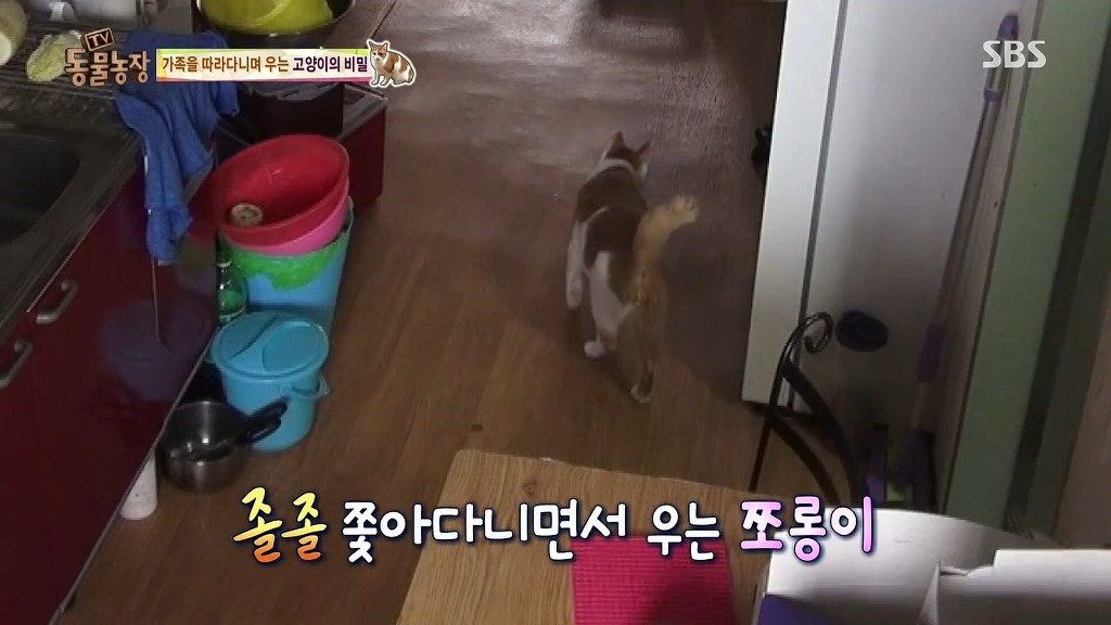 [동물농장] 존트 할말 다 하고 사는 수다쟁이 고양이 쪼롱이ㅋㅋㅋㅋ.jpg | 인스티즈