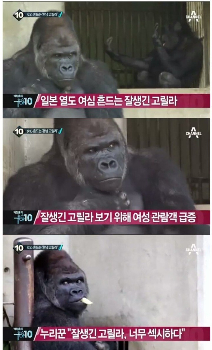 일본여성들 사이에서 인기라는 고릴라 | 인스티즈