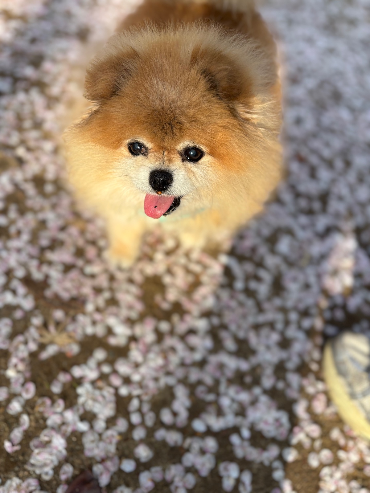 잠 안 와서 쓴 개뚱뚱한 강아지 입양기 | 인스티즈
