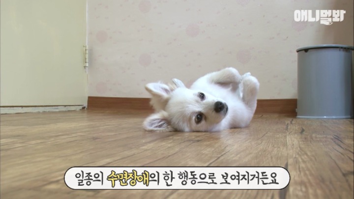 졸릴 때 건들면 열받는 강아지 | 인스티즈