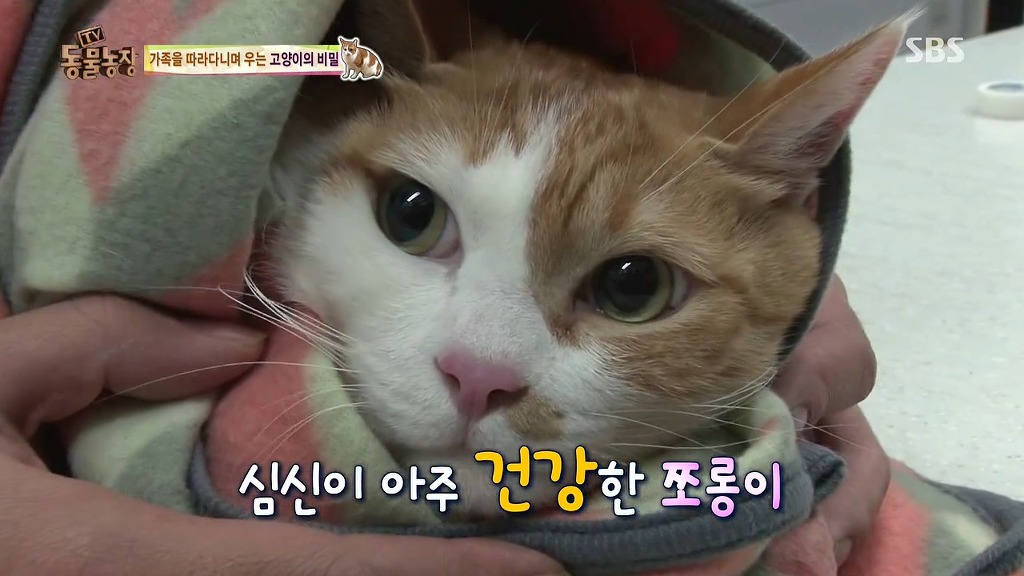 [동물농장] 존트 할말 다 하고 사는 수다쟁이 고양이 쪼롱이ㅋㅋㅋㅋ.jpg (스압) | 인스티즈