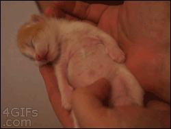 졸린 고냥이들.gif | 인스티즈