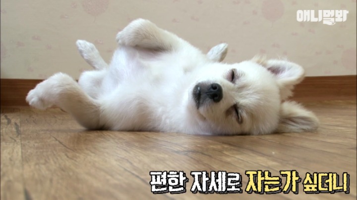 졸릴 때 건들면 열받는 강아지 | 인스티즈