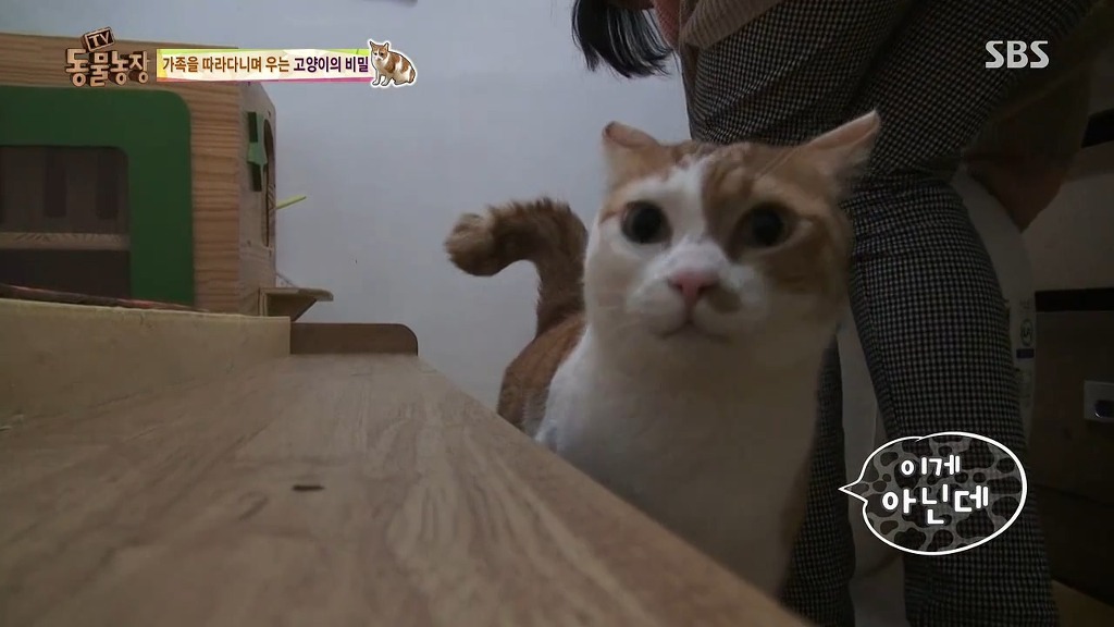 [동물농장] 존트 할말 다 하고 사는 수다쟁이 고양이 쪼롱이ㅋㅋㅋㅋ.jpg | 인스티즈