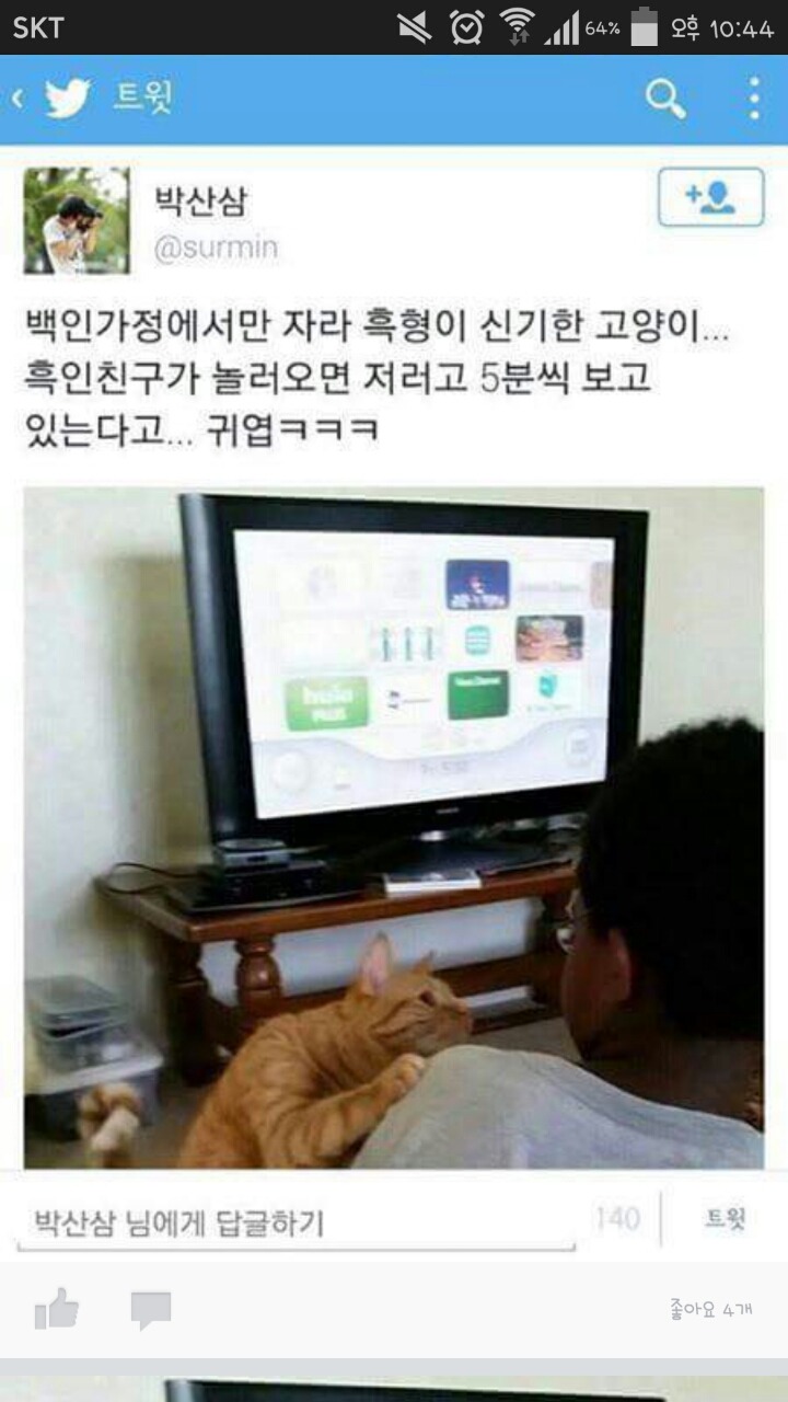 흑인이 신기한 고양이 | 인스티즈