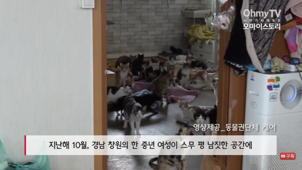 마산 애니멀 호더에게서 구조한 50여마리의 고양이들에게 손길을 내밀어주세요! 곧 쉼터가 폐쇄되어 아이들이 갈 곳이 없습니다 | 인스티즈