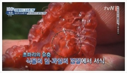 초파리가 저절로 생기는 이유 (경고 : 읽고 후회할수도 있음) | 인스티즈