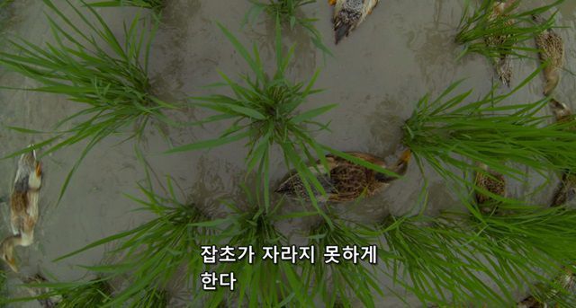 오리를 좋아하는 소녀.jpg | 인스티즈