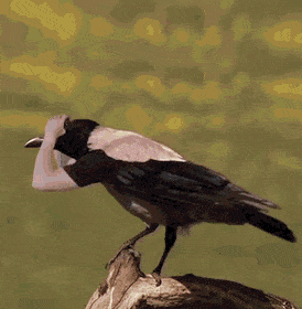 새한태 팔을 합성해 보았다 .gif | 인스티즈
