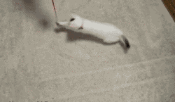 냥이들.gif | 인스티즈