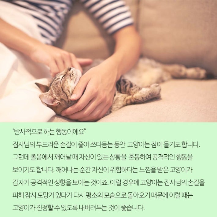 고양이가 갑자기 무는 이유 | 인스티즈